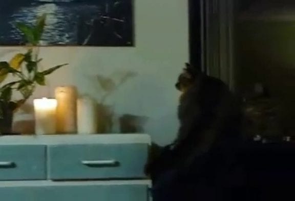 Chat de la maison feu!