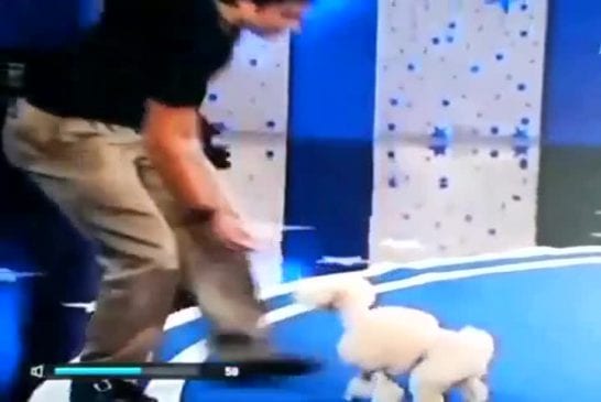 Caniche backfliping incroyable