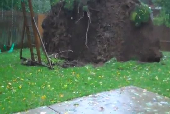 Arbre durant la tempête Sandy