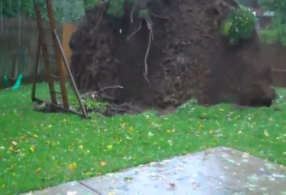 Arbre durant la tempête Sandy