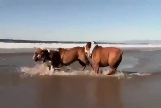 Chien fait du surf comme un pro