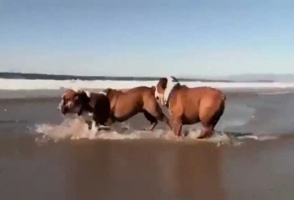 Chien fait du surf comme un pro