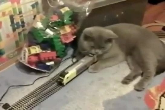 Chat qui empêche un train de circuler