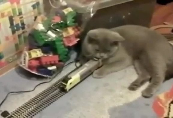 Chat qui empêche un train de circuler