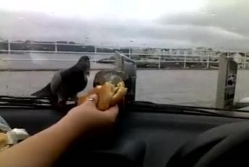 Taquiner les pigeons