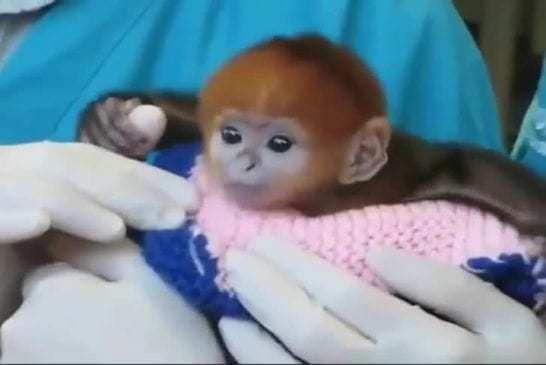 Un bébé singe tout mignon