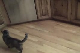 Chat dans la cuisine