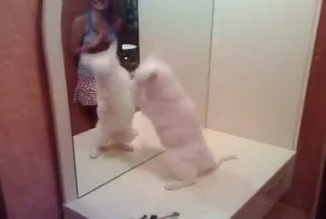 Chat se bat avec le miroir