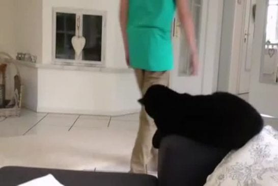 Chat fait un high five à son maître