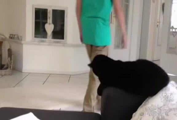 Chat fait un high five à son maître