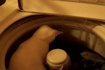 Chat dans une machine à laver