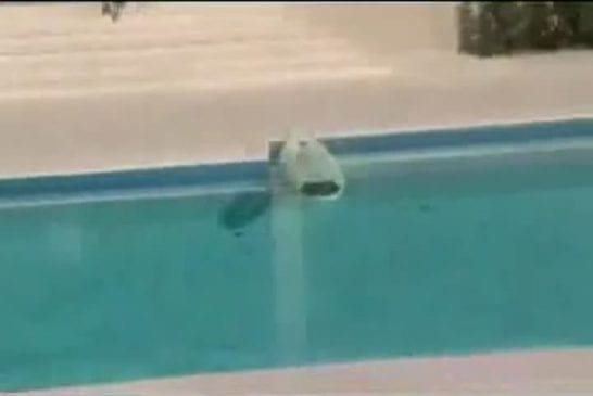 Chat fait du surf sur une piscine