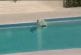 Chat fait du surf sur une piscine