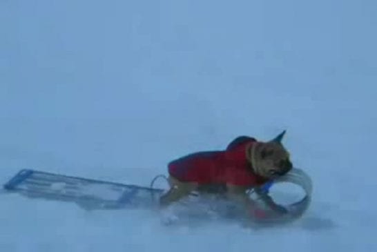 Chien veut faire du traineau