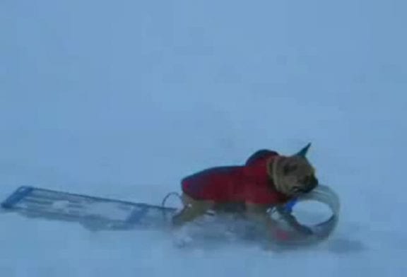 Chien veut faire du traineau