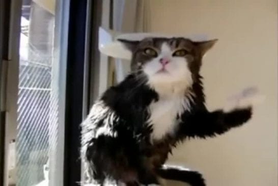 Chat après le bain en slowmotion