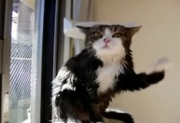 Chat après le bain en slowmotion