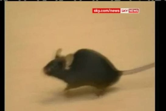 Un chat adopte une souris