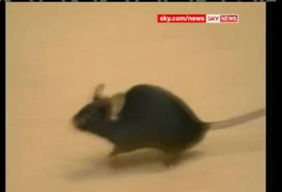 Un chat adopte une souris