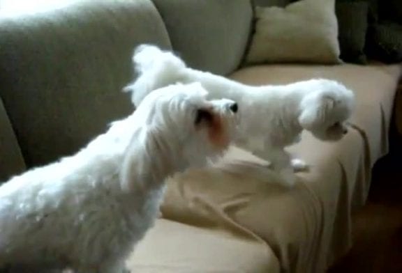 Des chiens qui chantent de la musique classique