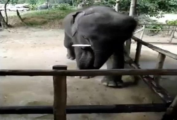 Bébé éléphant joue de l’harmonica