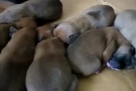 Chiots font des bruits de vieilles sorcières