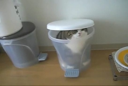 Chaton vraiment curieux