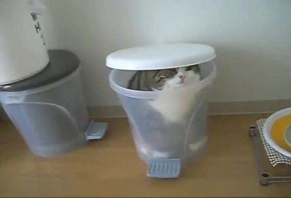 Chaton vraiment curieux