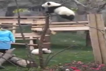 Bébé panda essaie de ne pas tomber de l'arbre