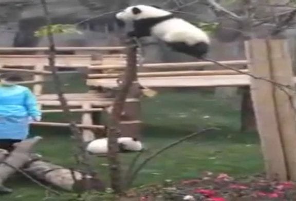 Bébé panda essaie de ne pas tomber de l'arbre