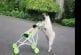 Un chien pousse un poussette de bébé