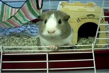 Hamster mange concombre en une fois