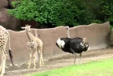 Un bébé girafe et une autruche s'amusent