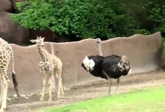 Un bébé girafe et une autruche s'amusent