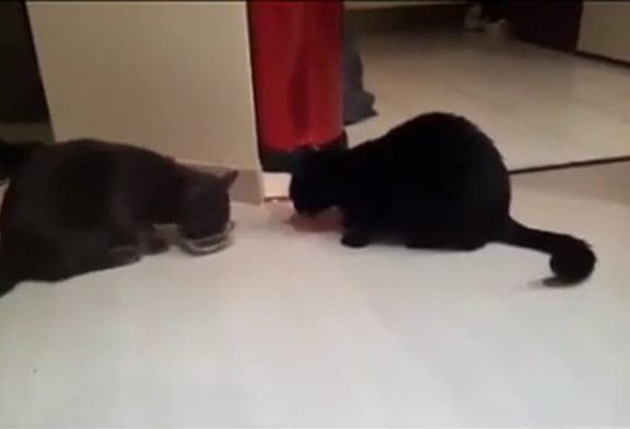 2 chats pour une gamelle