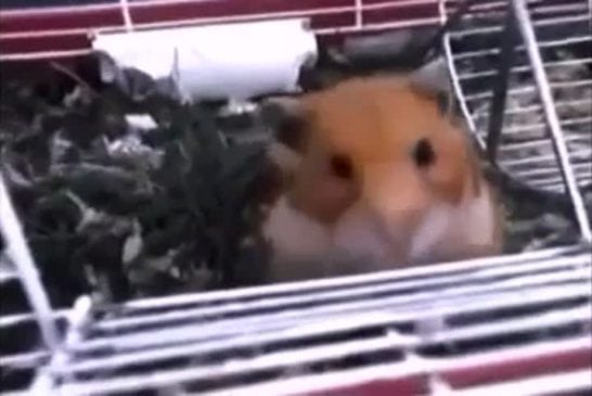 Hamster oeil