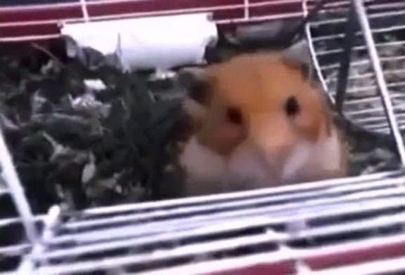 Hamster oeil