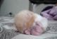 Petit hamster s’endormir!