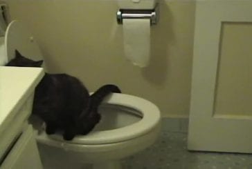 Chat utilise toilette et papier hygiénique
