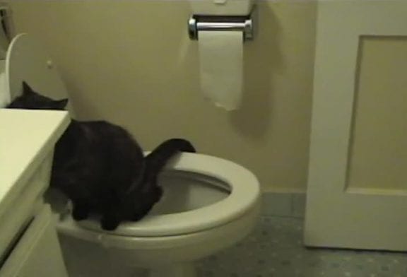 Chat utilise toilette et papier hygiénique