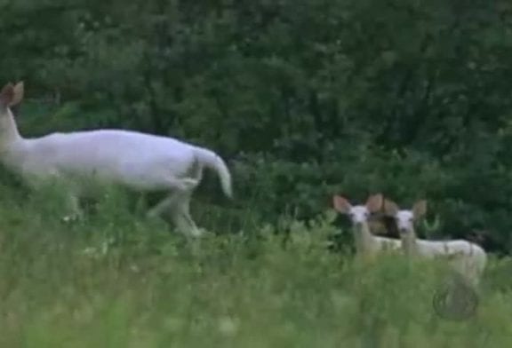 Une licorne a été vue à New York