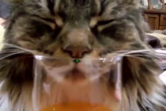 Chat s’endort dans son jus d’orange