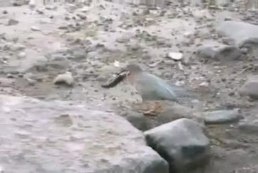 Oiseau appâte sa proie avec du pain