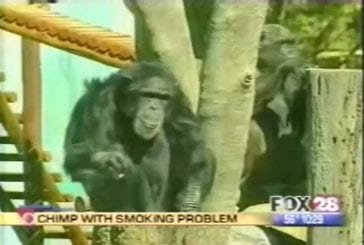 Chimpanzé qui a un problème de tabagisme