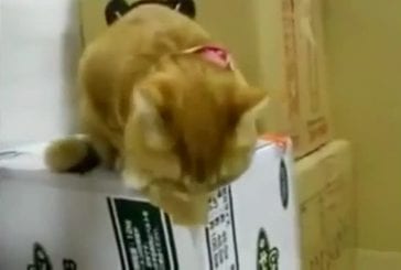Chat s'attaque à un distributeur de nourriture