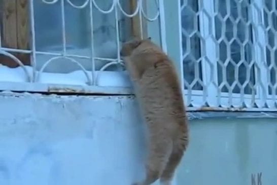 Roméo et Juliette version chats