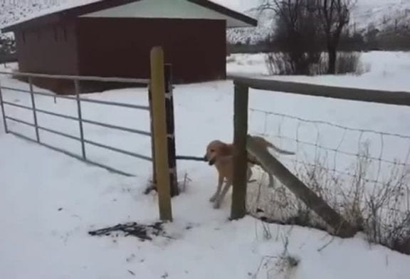 Chien bloqué par le bâton dans sa gueule