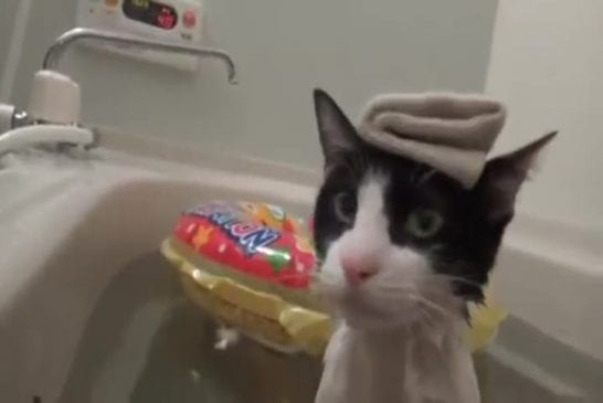 Chat se détend dans le bain