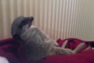 Adorable suricate lutte contre le sommeil