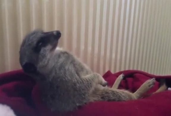 Adorable suricate lutte contre le sommeil